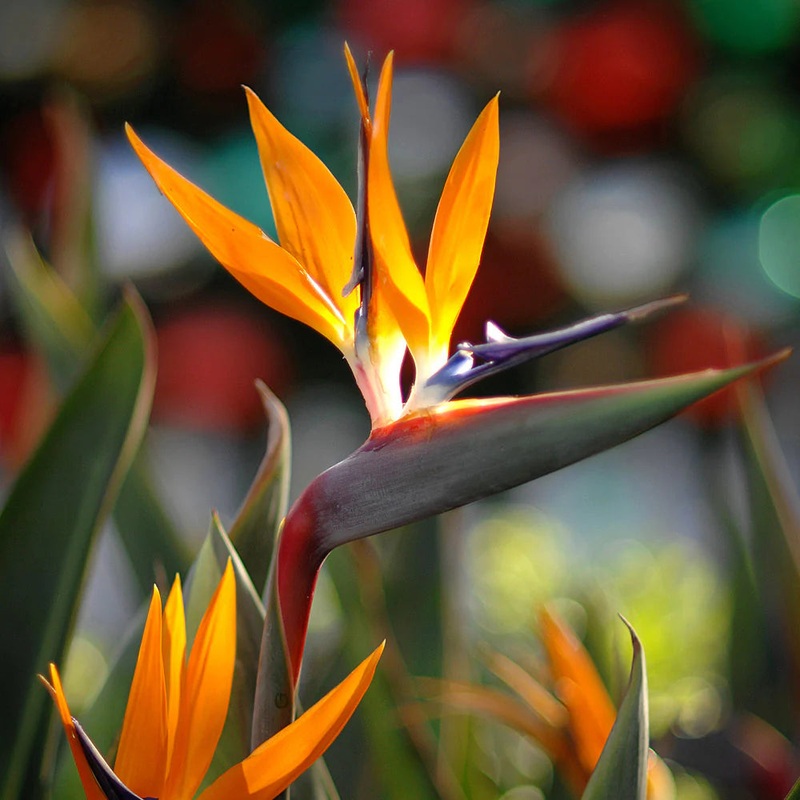 Strelitzia spp. ‘Orange Bird of Paradise’