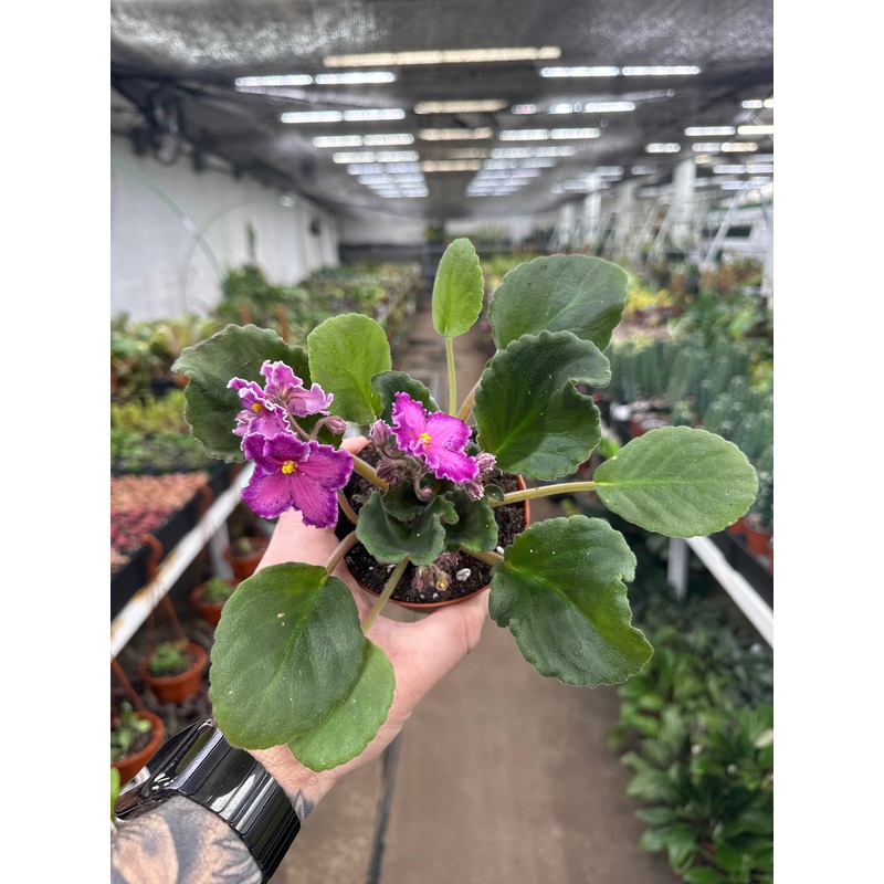 ‘Sunset Kiss’|4″ Pot