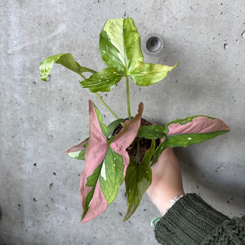 Syngonium Red Spot|3 inch
