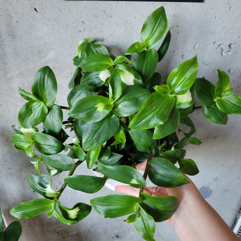 Tradescantia Blushing Bride|7 inch