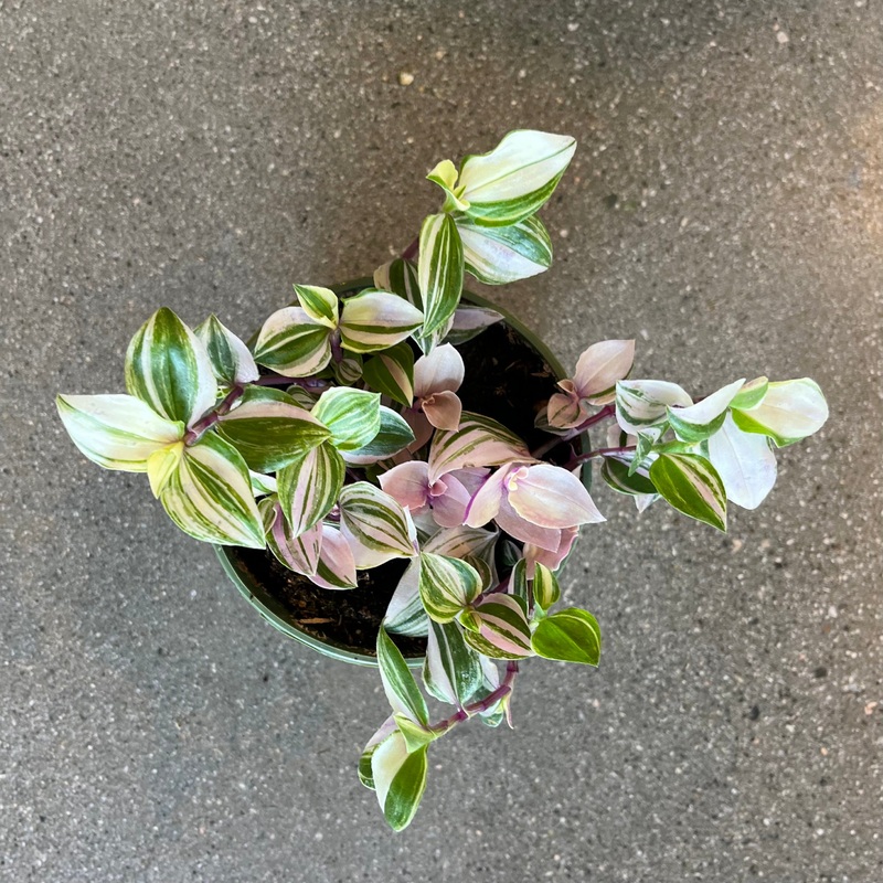 Tradescantia Tricolor|2 inch|4 inch|6 inch|8 inch (hanging basket)|12 inch (hanging basket)