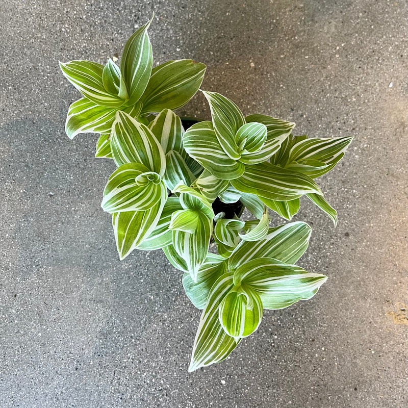 Tradescantia Zebrina Cream|2 inch|4 inch|6 inch|8 inch (hanging basket)