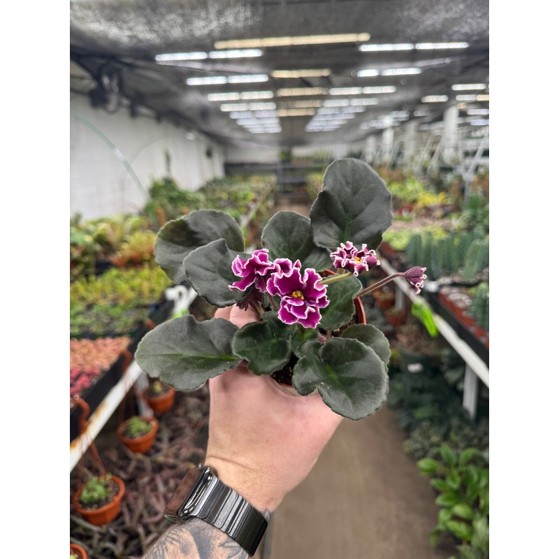 VaT Dark Wine|4″ Pot