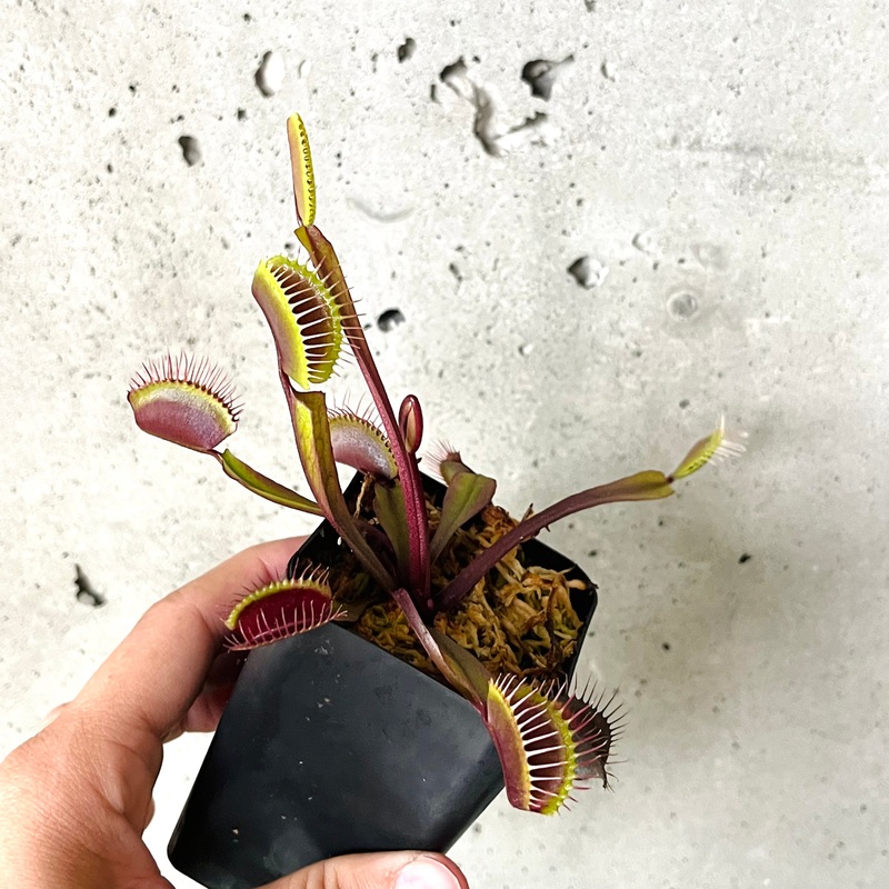 Venus Fly Red Dragon|2.5 inch