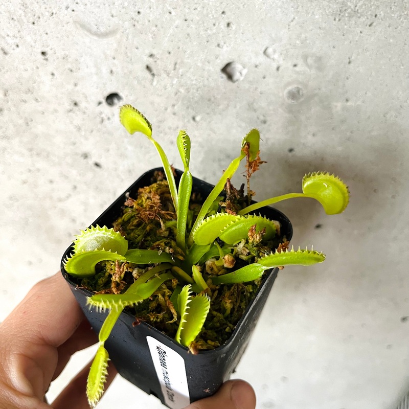 Venus Fly Trap|2 inch|2.5 inch (smaller)|2.5 inch
