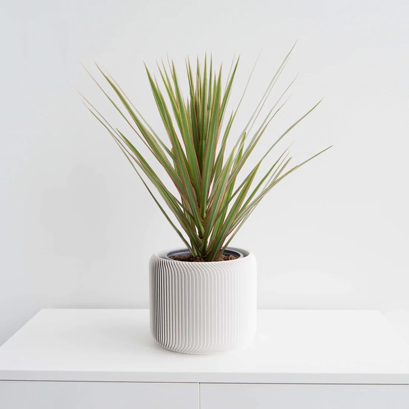 White Pine Planter|2 inch|4 inch|6 inch