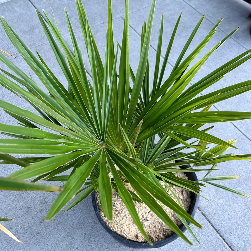 Windmill Palm|12 inch