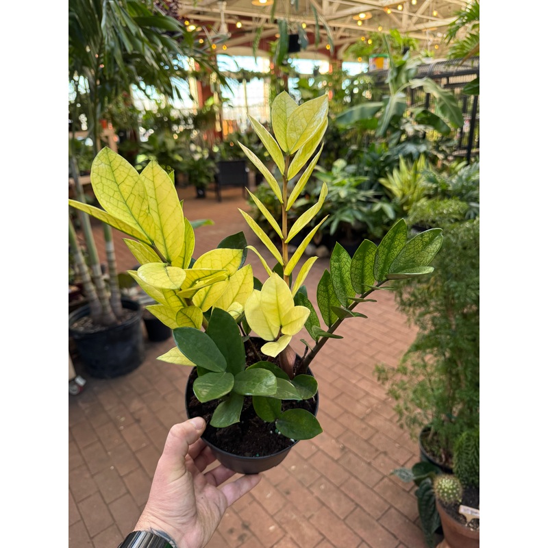 Zamioculcas ‘Chameleon’ ZZ Plant