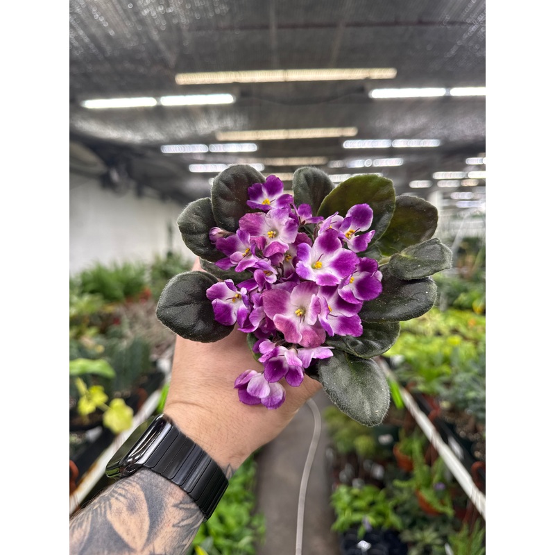 African Violet ‘Da Vinci’|4″ Pot in Ceramic