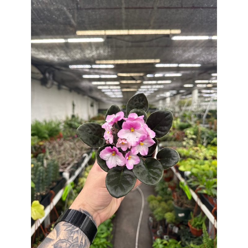 African Violet ‘Rhapsodie Angelica’