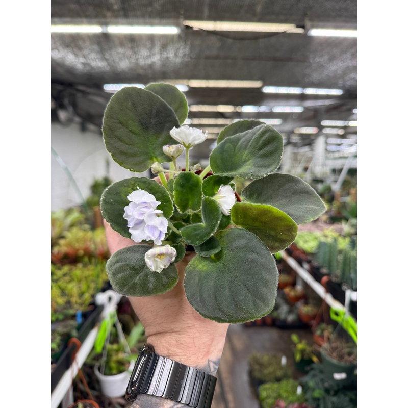 African Violet ‘VaT Light in the Night’