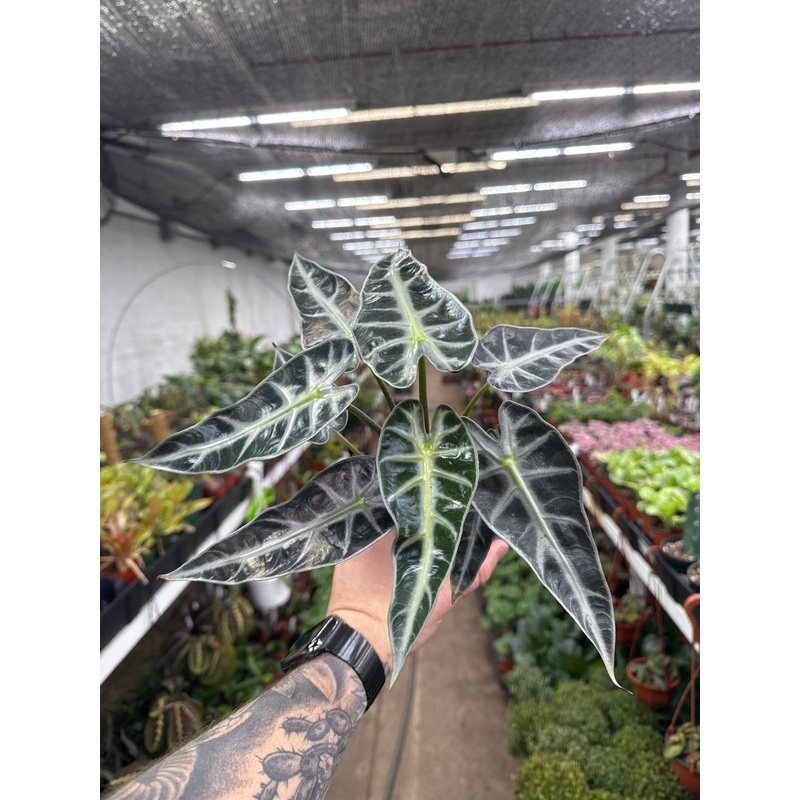 Alocasia ‘Bambino’|2.5″ Pot|4″ Pot|6″ Pot