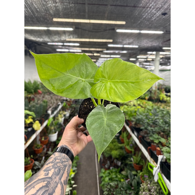 Alocasia Calidora|6″ Pot