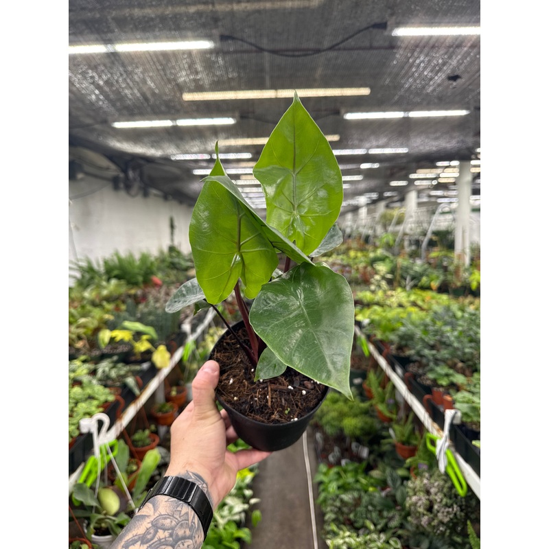 Alocasia Dark Star|6″ Pot