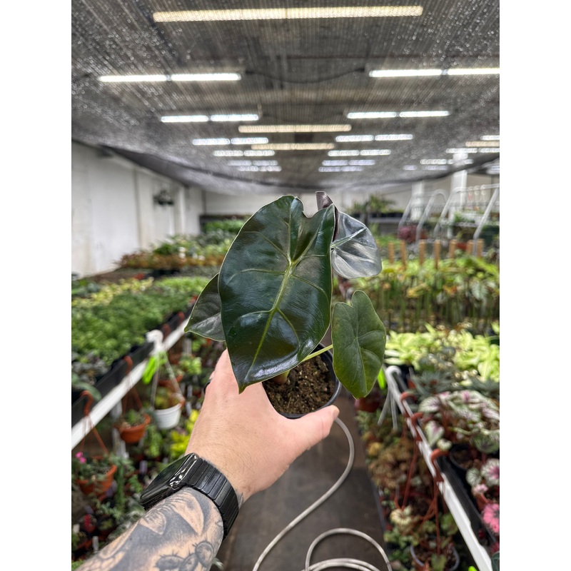 Alocasia ‘Golden Bone’|4″ Pot