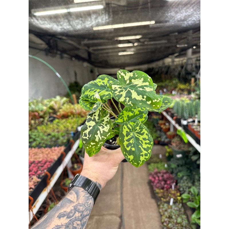 Alocasia ‘Hilo Beauty’|4″ Pot|6” Pot