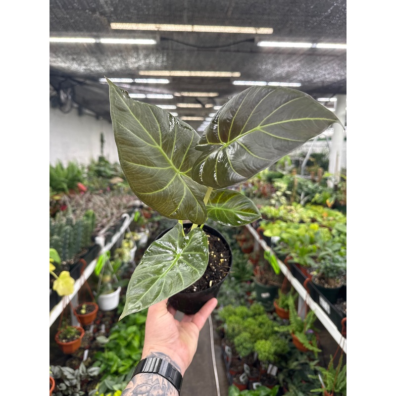Alocasia Regal Shields|6” Pot
