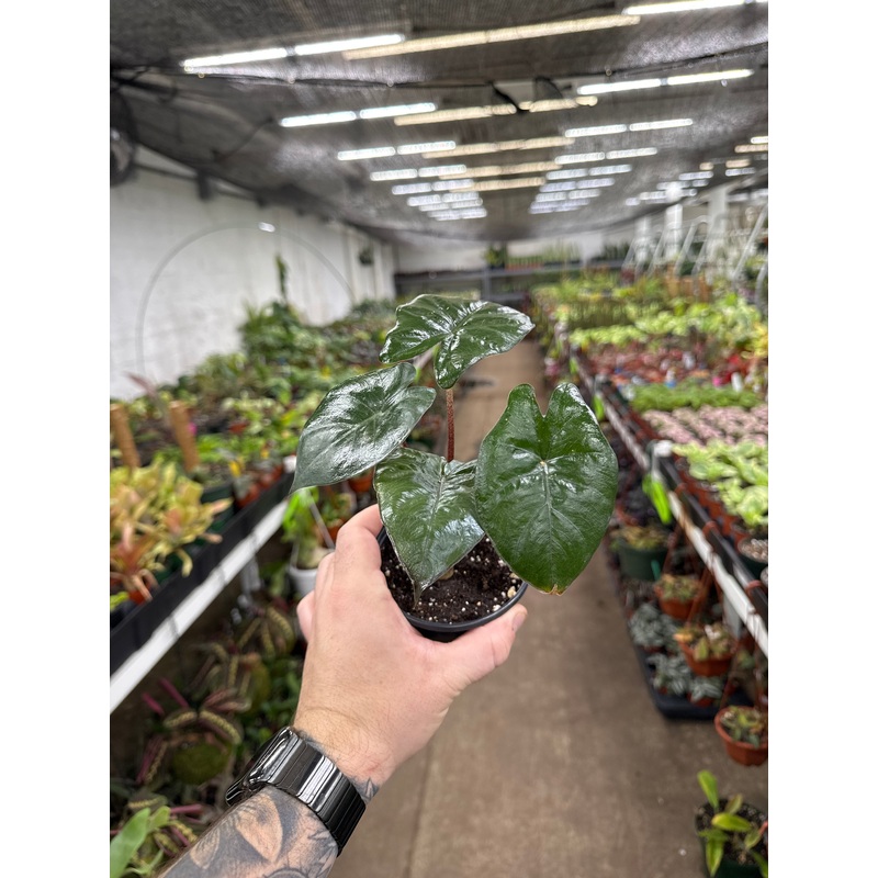 Alocasia ‘Yucatan Princess’|4″ Pot