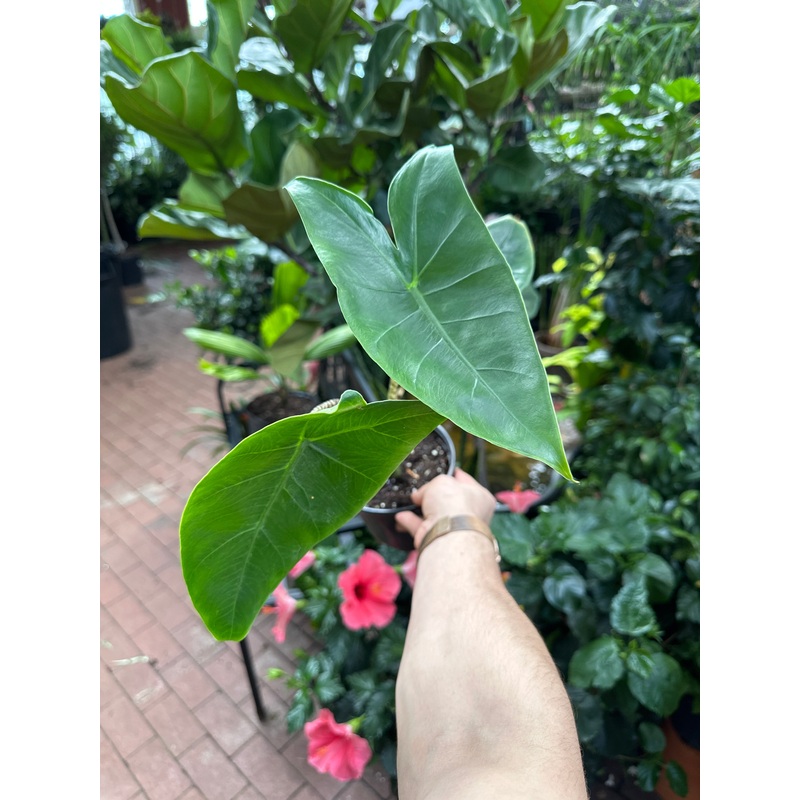 Alocasia zebrina|6″ Pot