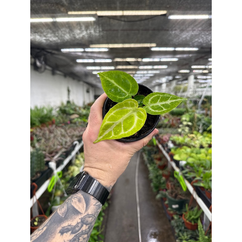 Anthurium Crystallinum ‘Hope’|4 Pot