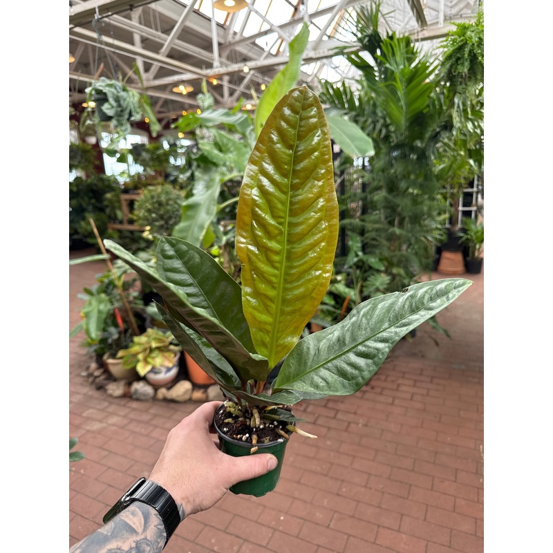 Anthurium superbum|4″ Pot|6″ Pot