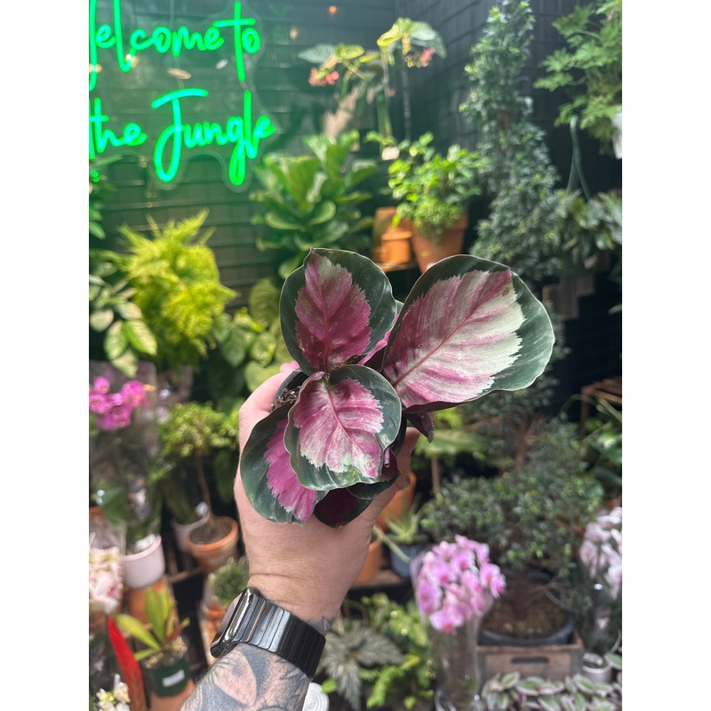 Calathea roseopicta ‘Rosy’|2.5″ Pot|4″ Pot|6” Pot