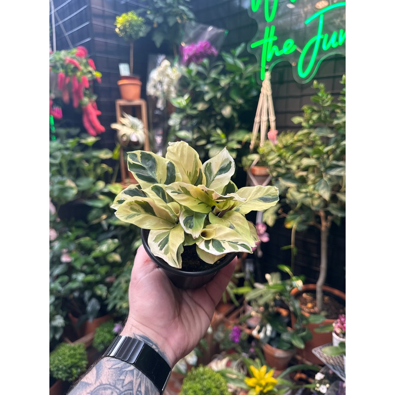 Calathea ‘Yellow Fusion’|4″ Pot|6″ Pot