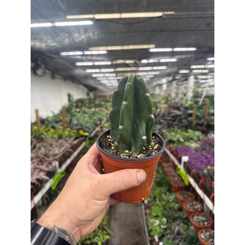 Cereus jamacaru Cuddly Cactus|4” Pot|6” Pot