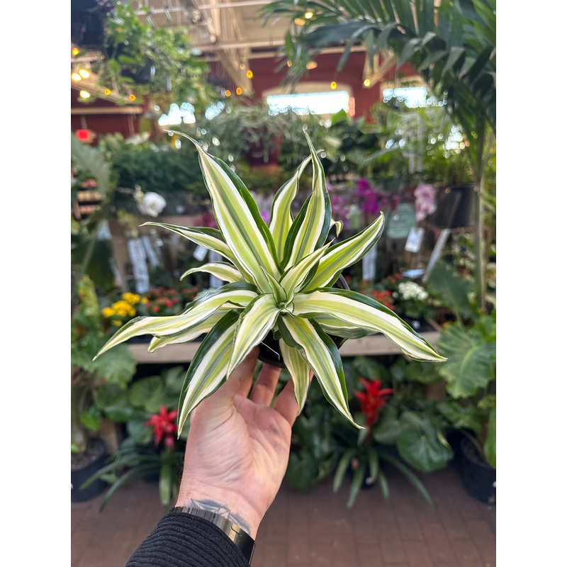Dracaena Malaika Lime|4  Pot
