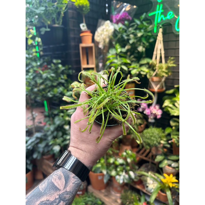 Drosera capensis|3.5 Pot