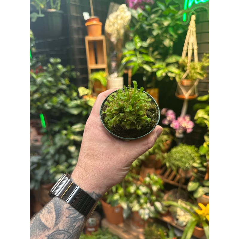 Drosera rotundifolia|3.5 Pot