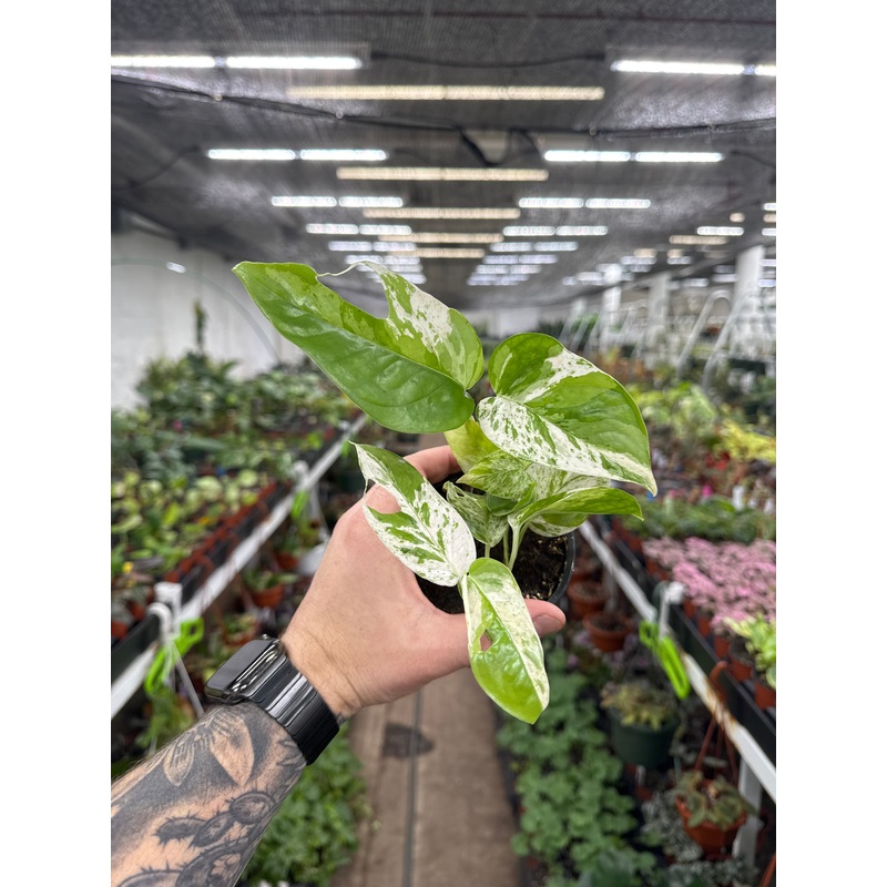 Epipremnum Pinnatum Albo Variegata