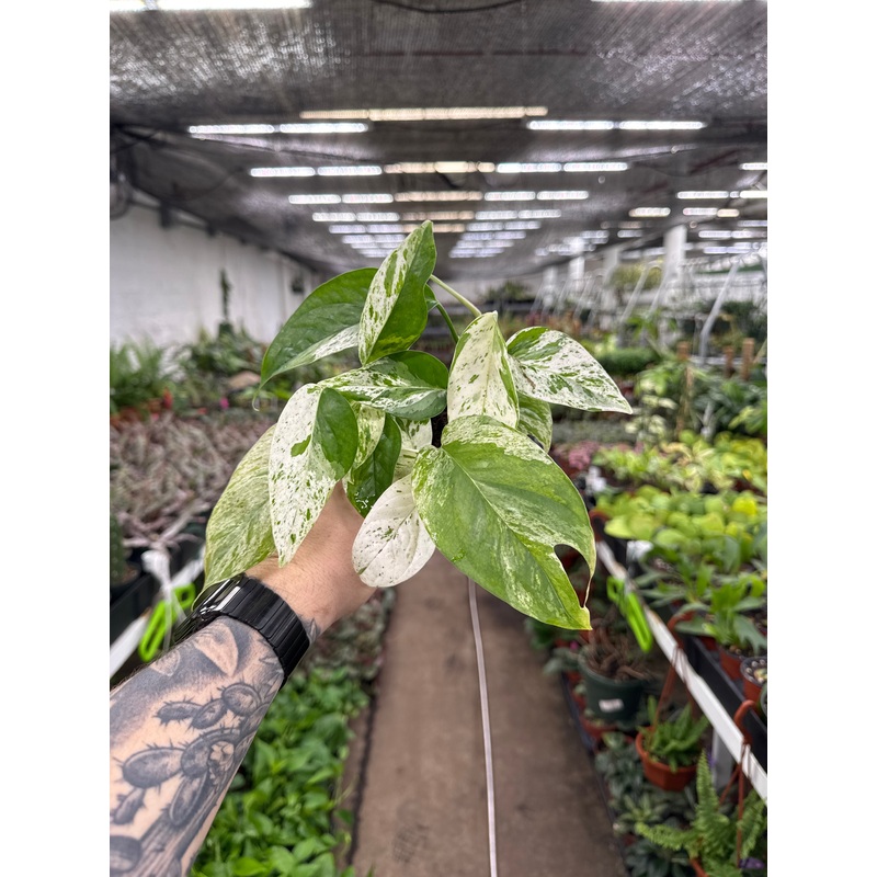 Epipremnum Pinnatum Marble Variegata