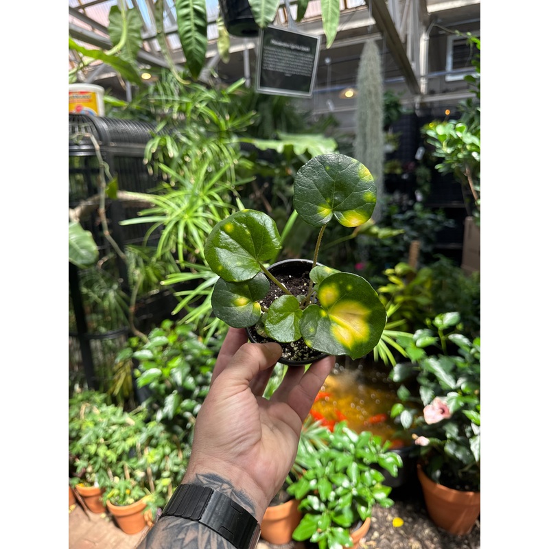 Farfugium ‘Firefly’