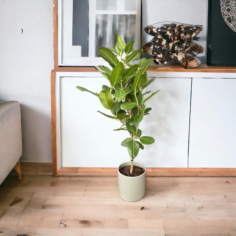 Ficus Audrey|4″ Pot