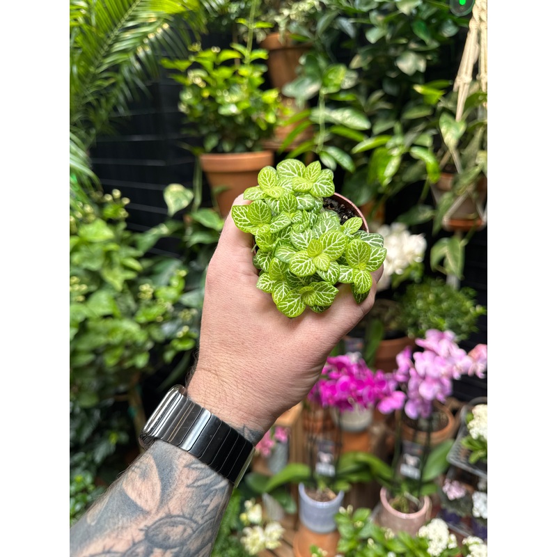 Fittonia Jolly Lime’|3 Pot