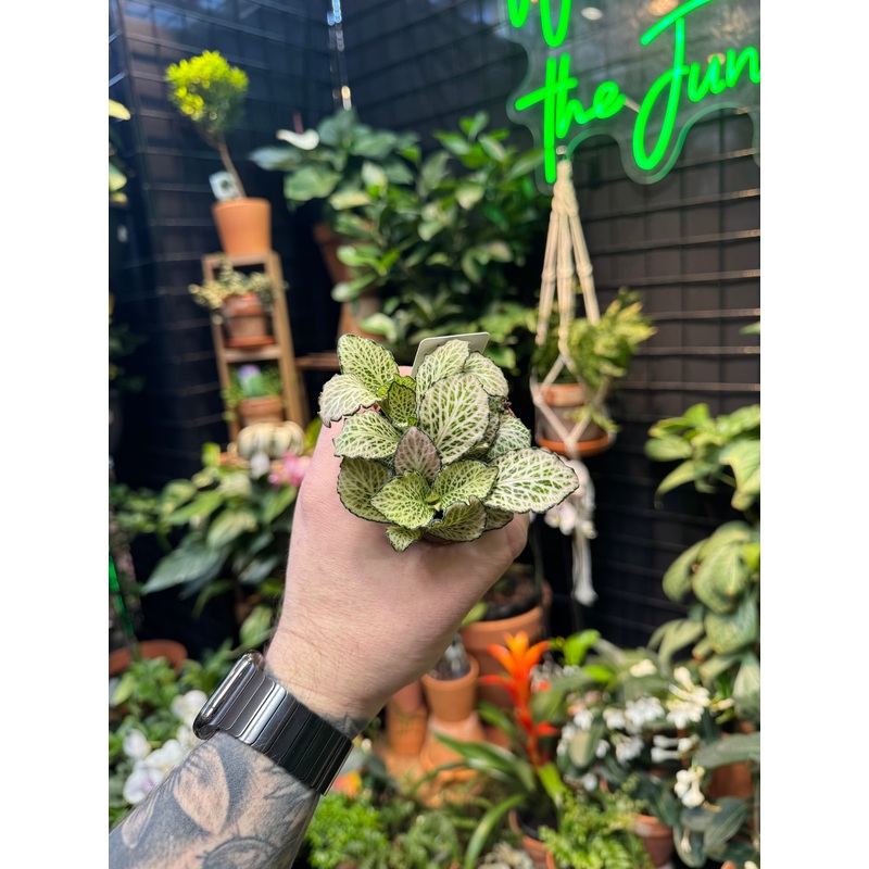 Fittonia Purple Snow Anne’|3 Pot