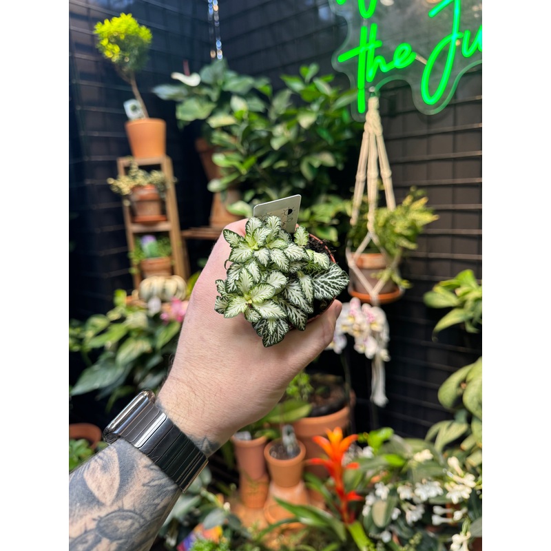 Fittonia White Tiger’|3 Pot