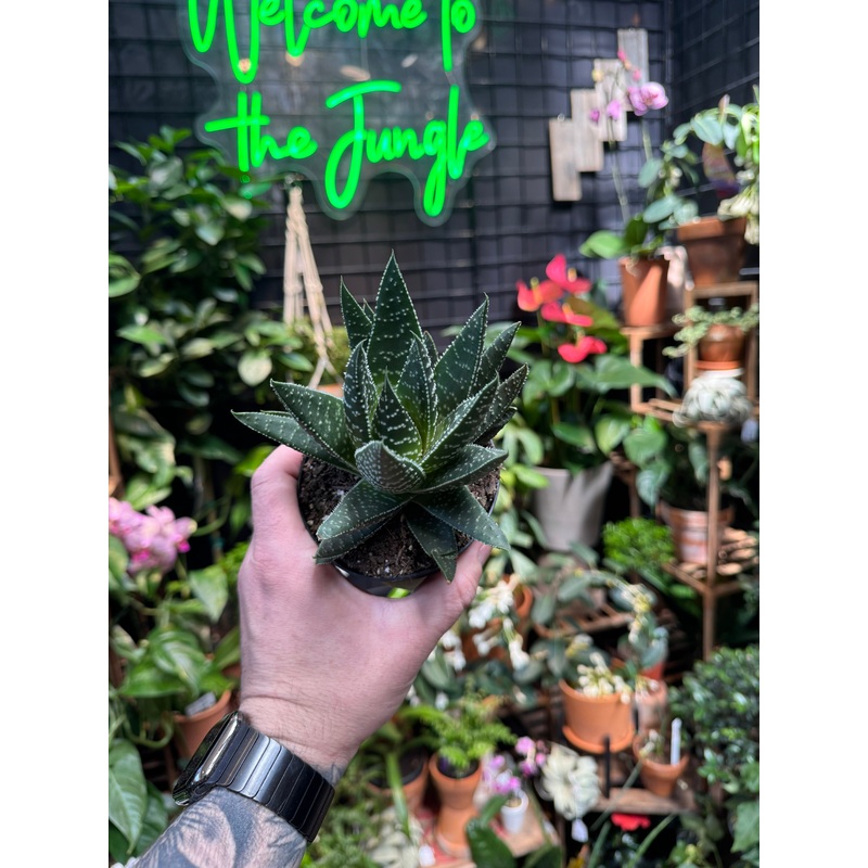 Gasteria ‘Royal Wolfgang’|4″ Pot