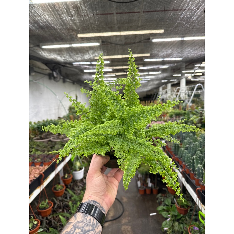 Green Fantasy Fern|4″ Pot|6″ Pot