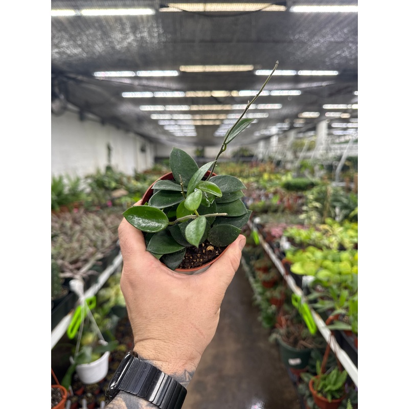 Hoya ‘Chouke’|4″ Pot