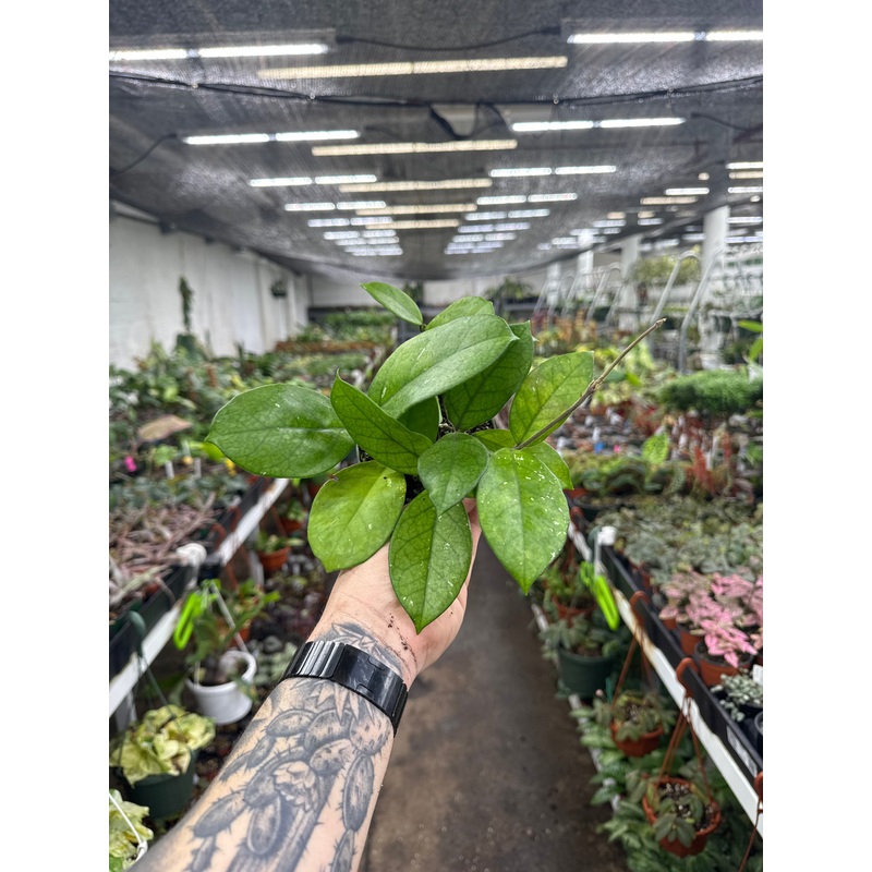 Hoya fungii|4″ Pot|4″ Pot w/ Hoop