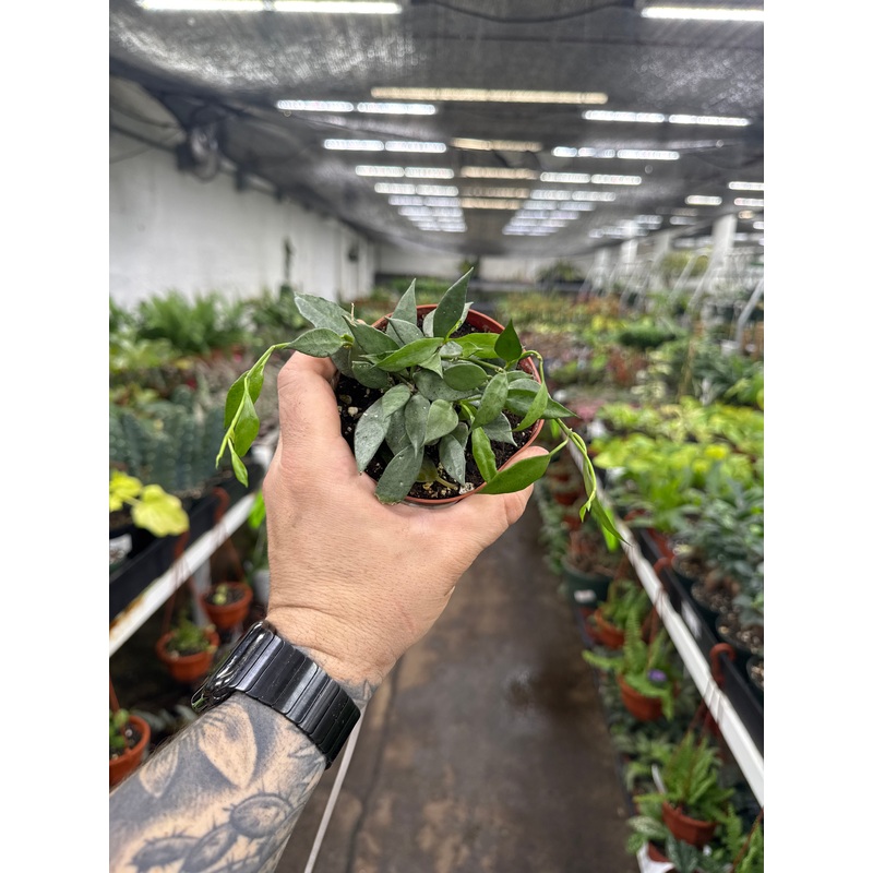 Hoya lacunosa ‘Mint’|4″ Pot