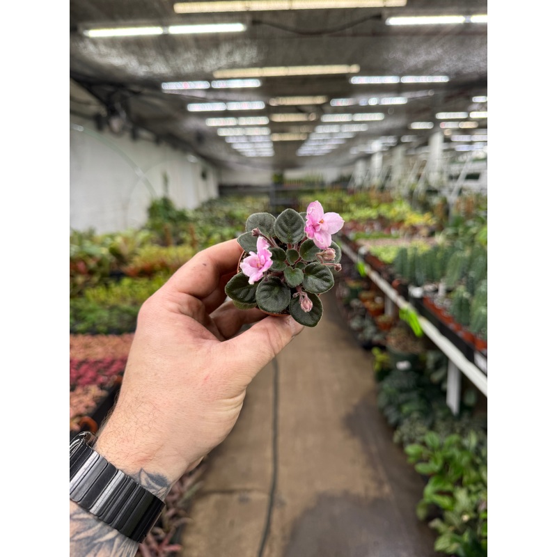 ‘Jolly Joy’|2.5″ Pot