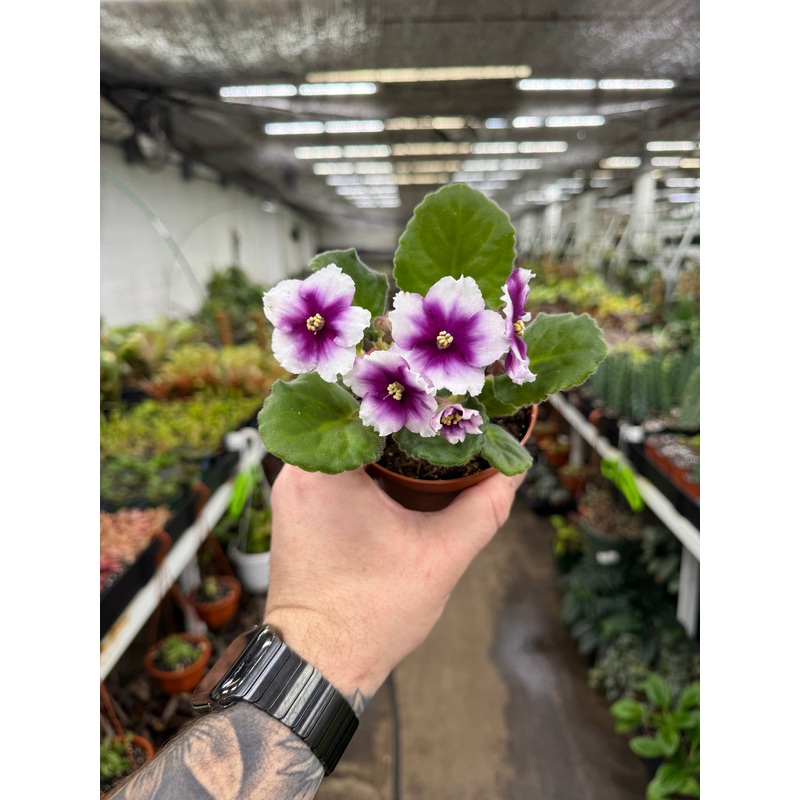 ‘KZ Butterfly Effect’|4″ Pot