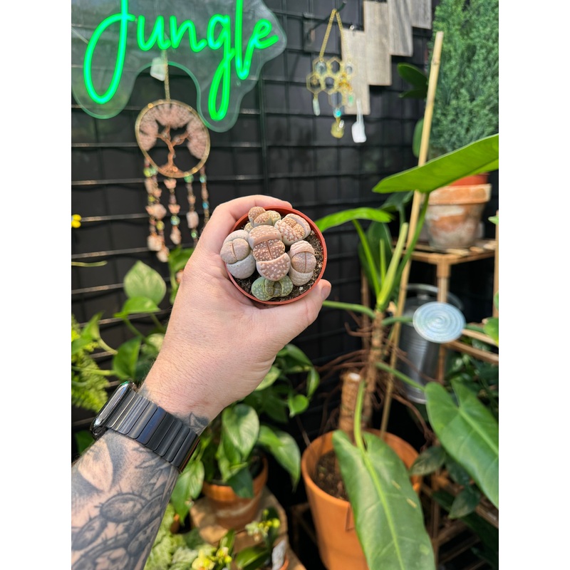 Lithops (Living Stones)|3″ Pot