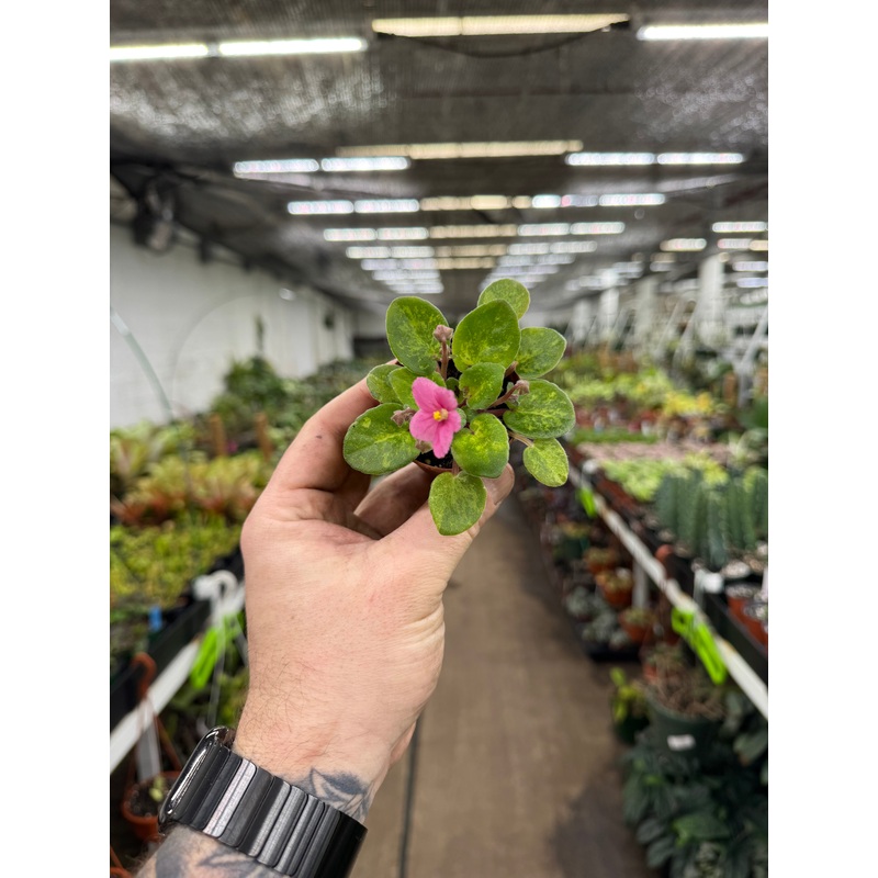 ‘Mac’s Coral Carillon’|2.5″ Pot