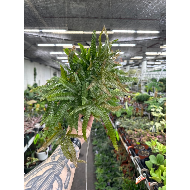 Maidenhair Fern ‘Rosie’|6″ Pot