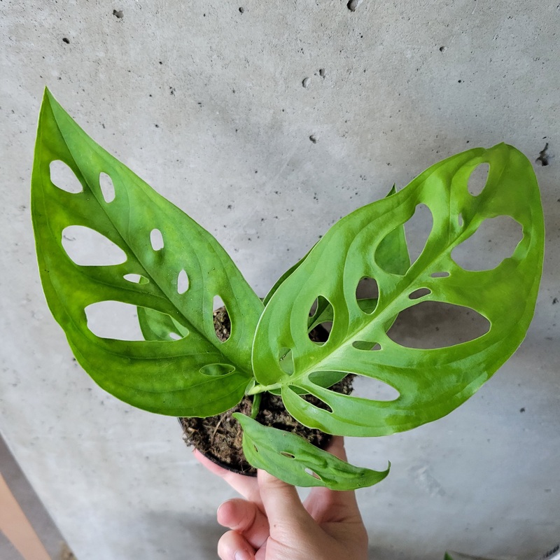 Monstera ‘Esqueleto’|4 inch