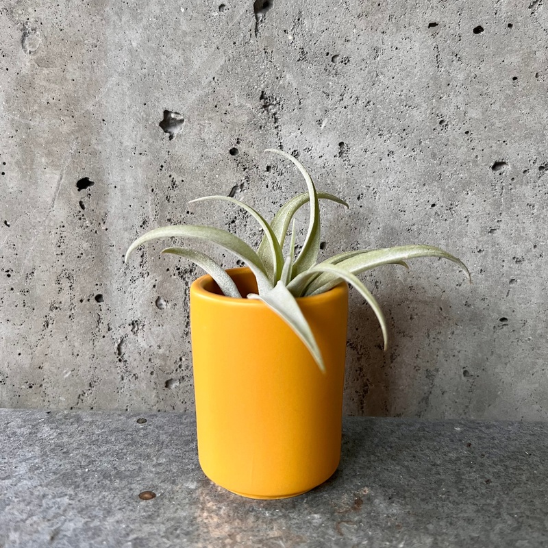 Mustard Mini Cylinder Pot|2 inch